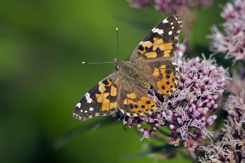 Painted lady