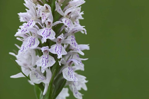 Heath spotted orchid