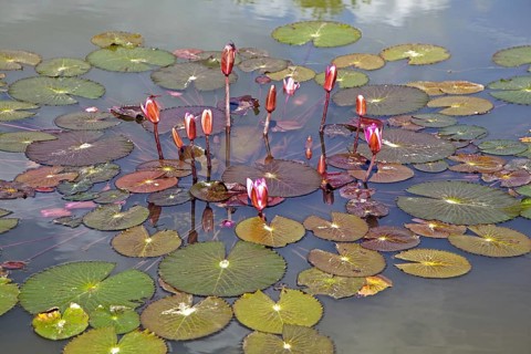 Indian lotus