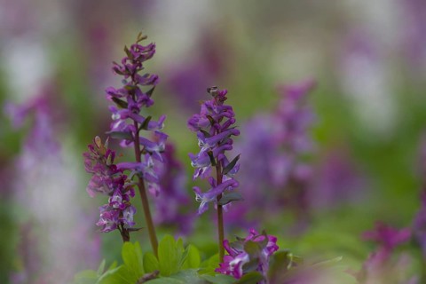 Bulbous Corydalis