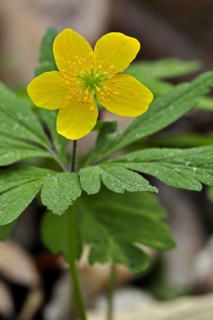 Yellow wood anemone