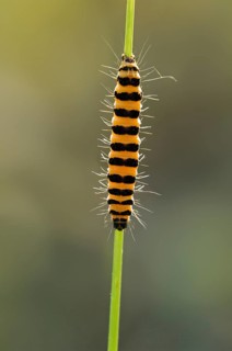Caterpillar of cinnabar moth