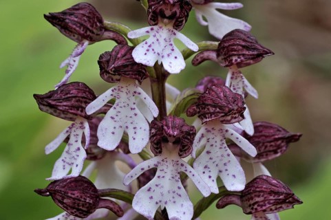 Lady orchid