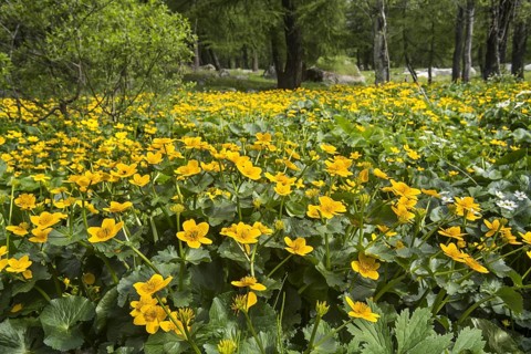 Marsh-marigold