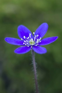 Common Hepatica