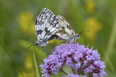 Marbled whites