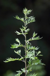 Mugwort