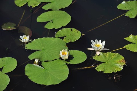 European white waterlily