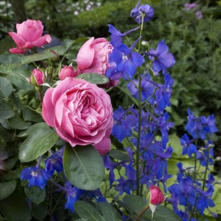 Larkspur