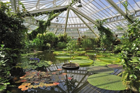 Giant water lily pads in the Victoria House