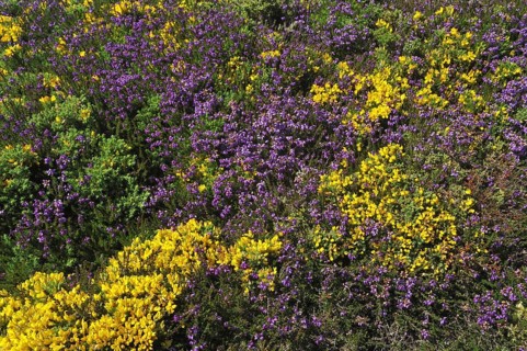 Flowering heather and gorse on top of cliff at the Pointe du Raz at Plogoff