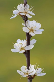 Blackthorn