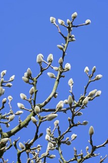 (Magnolia denudata) Fragrant Cloud, Dan Xin twigs with buds enclosed in a bract against blue sky in