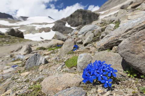 Bavarian gentian