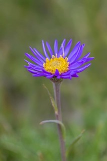 Alpine aster