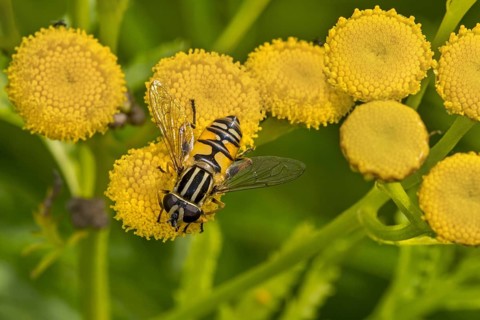 Sun fly