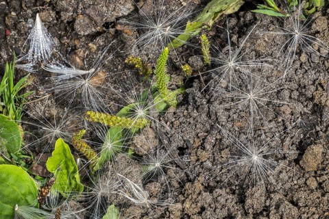 Fallen seeds on the ground from spear thistle
