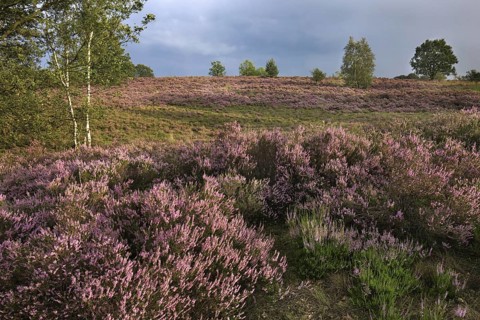 Heather flowering in heathland at the Hoge Kempen National Park