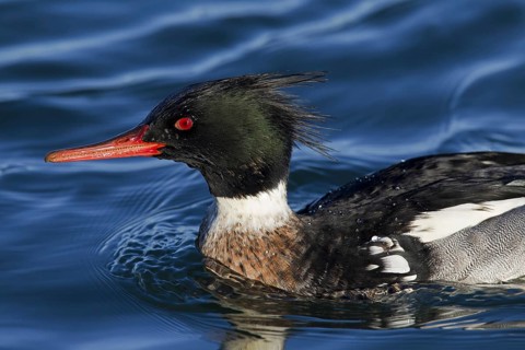 Red-breasted merganser