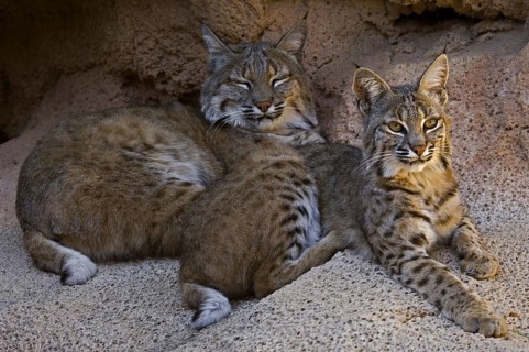 Two bobcats