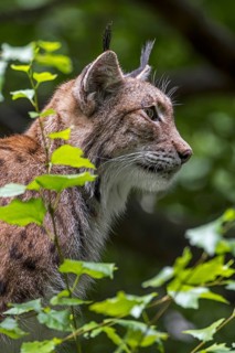 Eurasian lynx