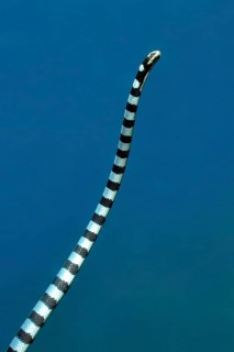 Venomous water snake colubrine sea krait