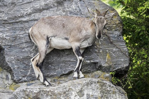 Himalayan blue sheep