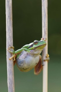 European tree frog
