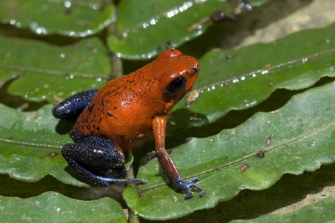 Blue jeans poison dart frog