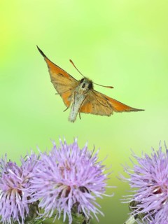 Large skipper
