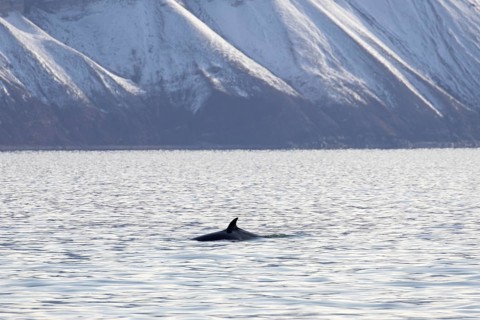 Northern minke whale