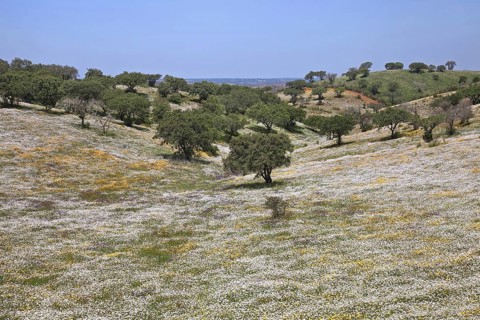Colourful wildflowers in meadow in montado