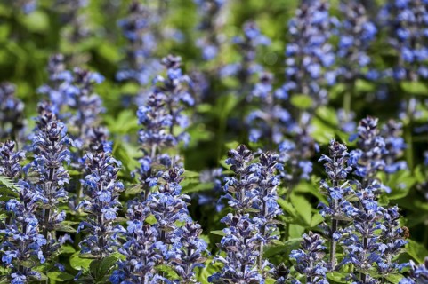 Blue bugle