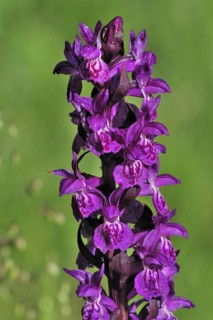 Broad-leaved Marsh Orchid