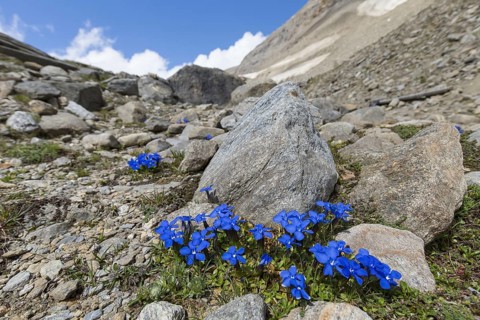 Bavarian gentian