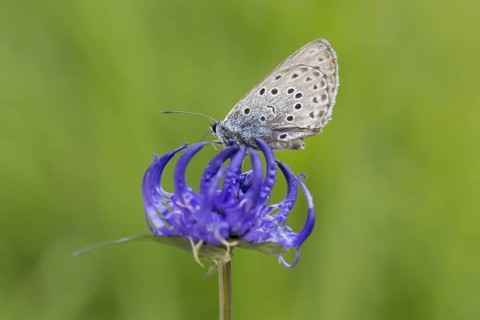 Large blue