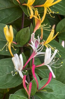 Common honeysuckle
