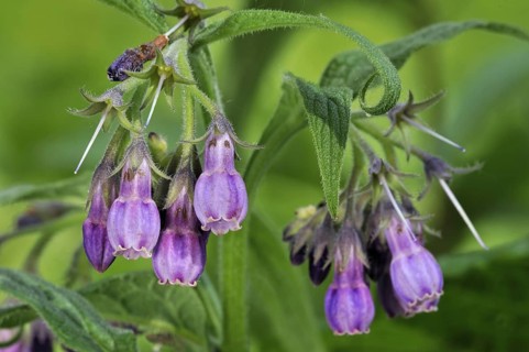 Common comfrey