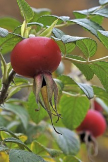 Rugosa rose