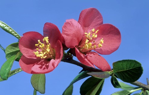Flowering Japanese quince