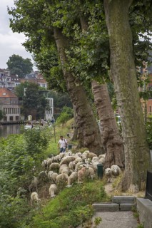 Shepherd herding flock of sheep along steep canal bank in summer in the city Ghent