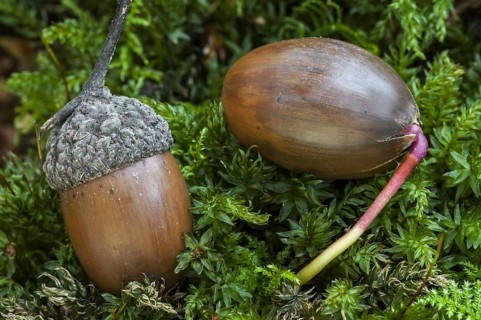 Acorn of English oak