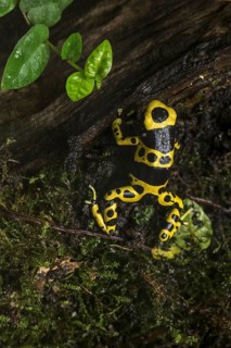 Yellow-banded poison dart frog