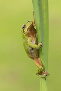 European tree frog