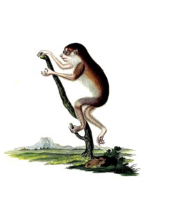Mammals