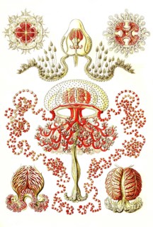 Anthomedusae