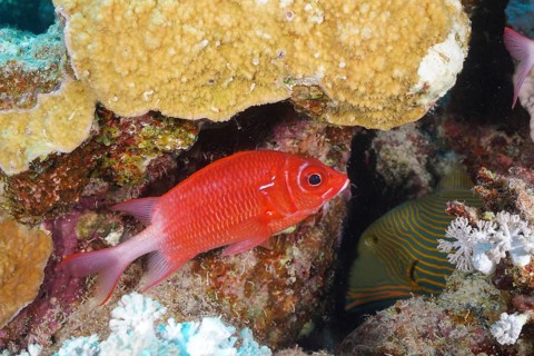 Silverspot squirrelfish