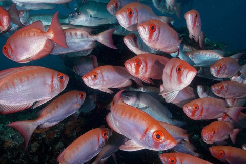 Shoal