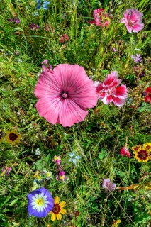 Summer meadow with annual mallow