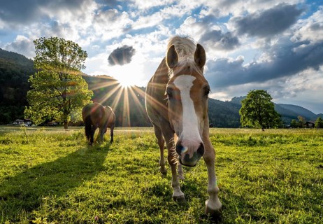 Curious Haflinger horse